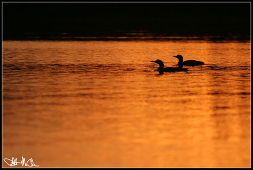 two_loon